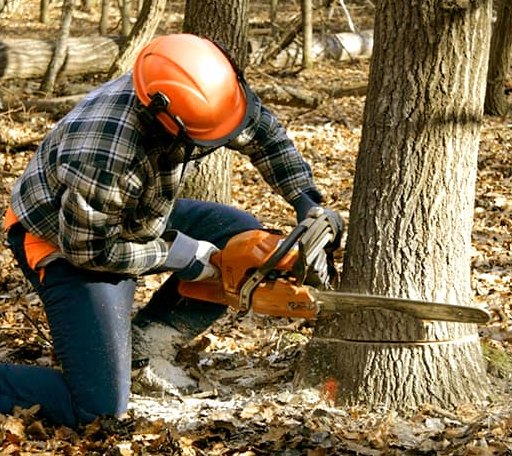 Tree Removal in North Reading, MA